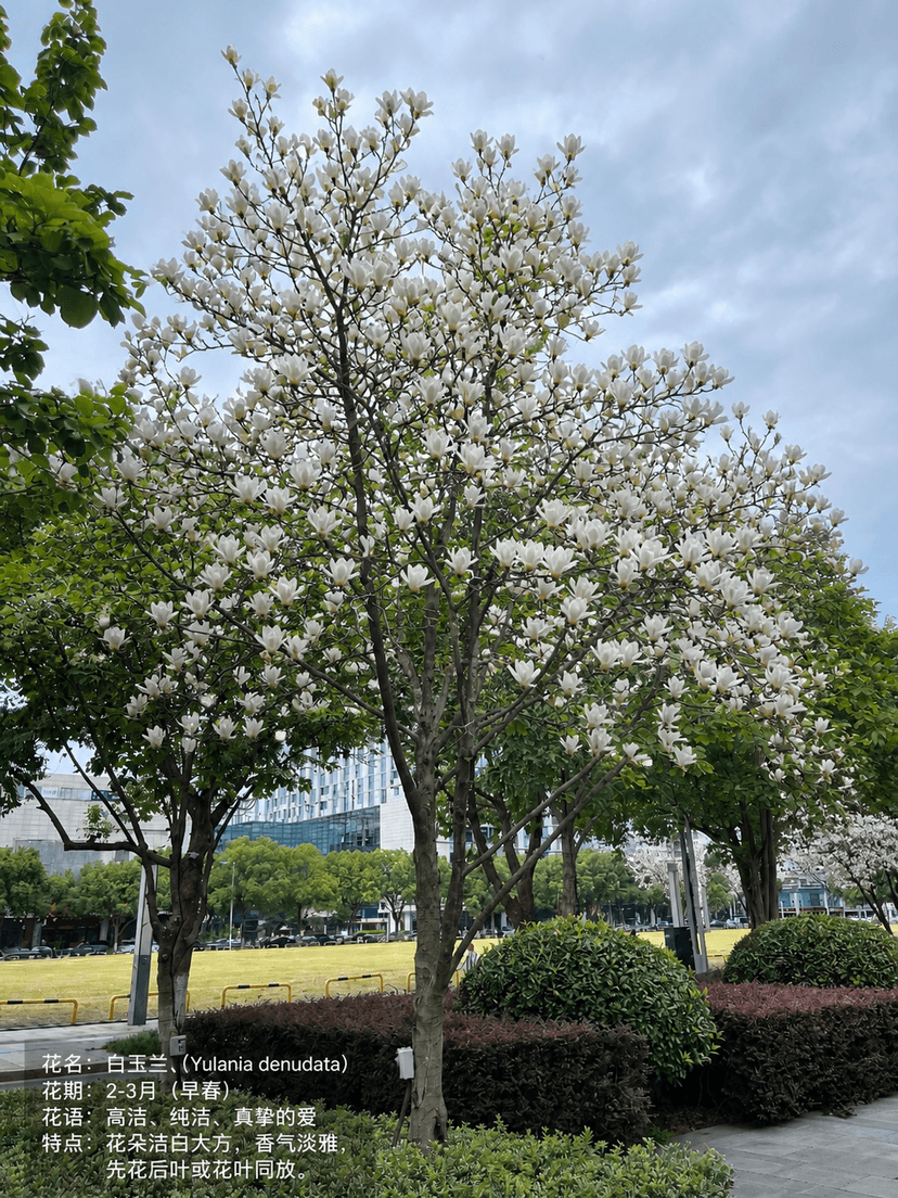 Missing the Magnolia Blossom Season? Check Out This Magnolia Tree and Come Back Next Early Spring!